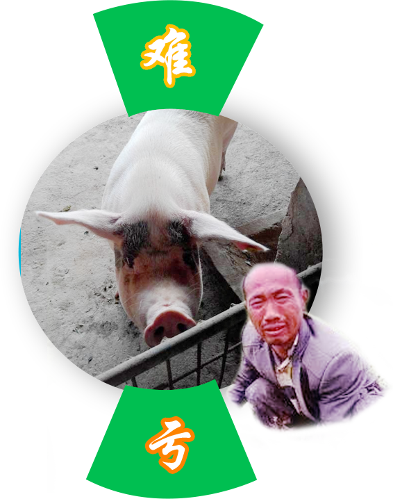 多肽保健養(yǎng)豬