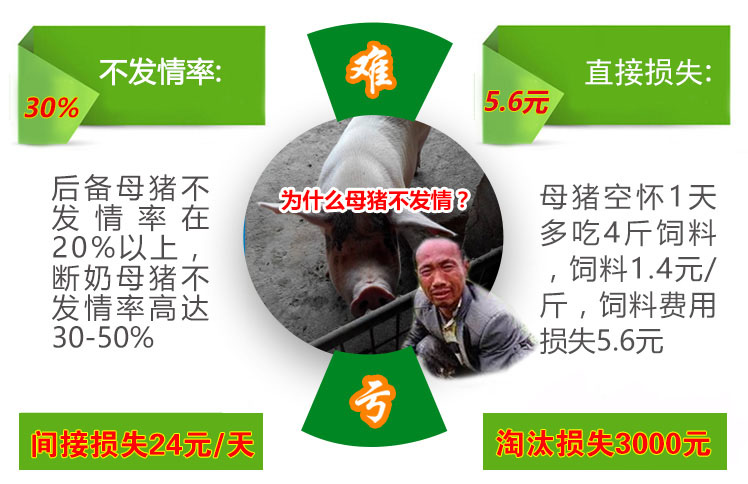 母豬不發(fā)情的原因 母豬不發(fā)情的損失 母豬不發(fā)情的原因 母豬不發(fā)情的損失