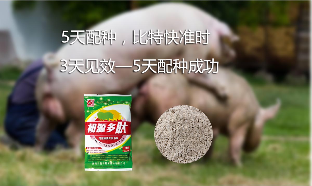 初源多肽3天解決母豬不發(fā)情 初源多肽3天解決母豬不發(fā)情